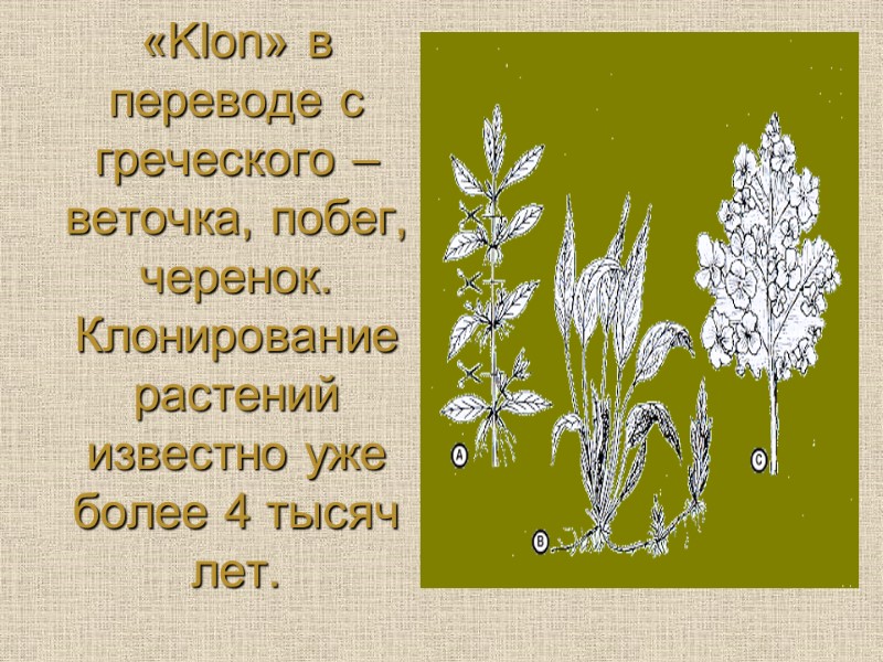 «Klon» в переводе с греческого – веточка, побег, черенок. Клонирование растений известно уже более